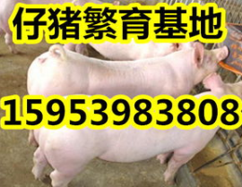 山东今日猪价,涨跌互现，市场供需博弈加剧”